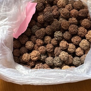 Puede incluir: Una gran colecci&oacute;n de semillas de rudraksha esf&eacute;ricas de color marr&oacute;n con superficies arrugadas y profundamente texturizadas. Estos peque&ntilde;os objetos org&aacute;nicos redondos est&aacute;n contenidos dentro de una bolsa de pl&aacute;stico transparente y fina con un peque&ntilde;o inserto de papel rosa.