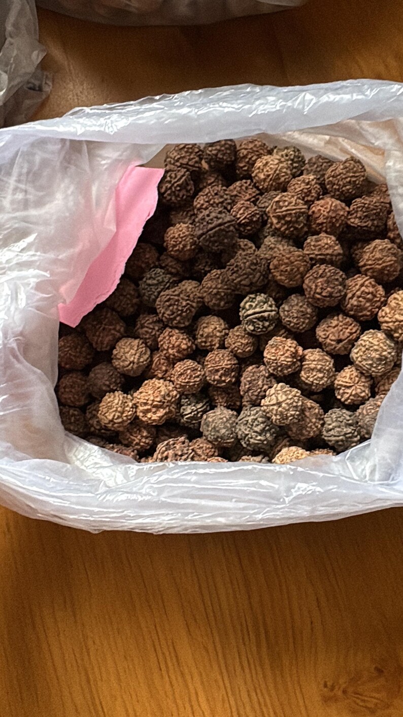 Puede incluir: Una gran colecci&oacute;n de semillas de rudraksha esf&eacute;ricas de color marr&oacute;n con superficies arrugadas y profundamente texturizadas. Estos peque&ntilde;os objetos org&aacute;nicos redondos est&aacute;n contenidos dentro de una bolsa de pl&aacute;stico transparente y fina con un peque&ntilde;o inserto de papel rosa.