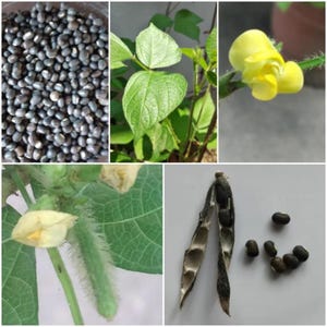 100-300 semillas de frijol mungo negro, Vigna radiata, Kali Mung, germinadas imagen 7