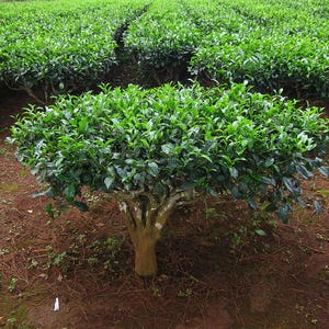 5-10 Tea tree seeds, Camellia sinensis, Tea Plant Seeds, Tea tree seeds, Subtropical shrub seeds image 3