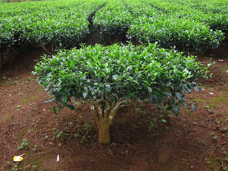 5-10 Tea tree seeds, Camellia sinensis, Tea Plant Seeds, Tea tree seeds, Subtropical shrub seeds image 3