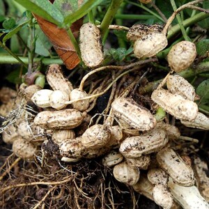 20-100 nasion orzeszków ziemnych, Arachis hypogaea, strączek ziemny zdjęcie 8