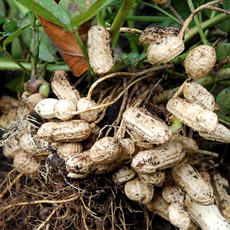 20-100 nasion orzeszków ziemnych, Arachis hypogaea, strączek ziemny zdjęcie 8