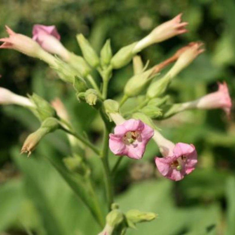 50-300 gele bladeren, 36 tabakszaden, Nicotiana tabacum afbeelding 8