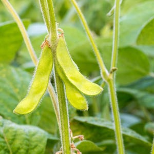 10-30 semillas de edamame, Glycine max, soja verde. imagen 4