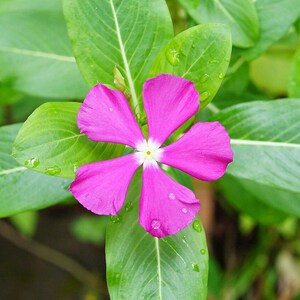 50-100 semi di pervinca del Madagascar, Catharanthus Roseus, semi di vinca rosa, semi di pianta ornamentale da giardino tropicale immagine 7