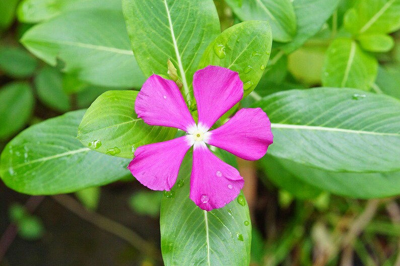 50-100 semi di pervinca del Madagascar, Catharanthus Roseus, semi di vinca rosa, semi di pianta ornamentale da giardino tropicale immagine 7
