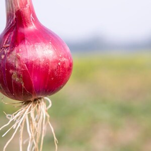 Oltre 50 semi di cipolla rossa selezionati, Allium cepa, cipolla a bulbo rosso, cipolla viola immagine 3