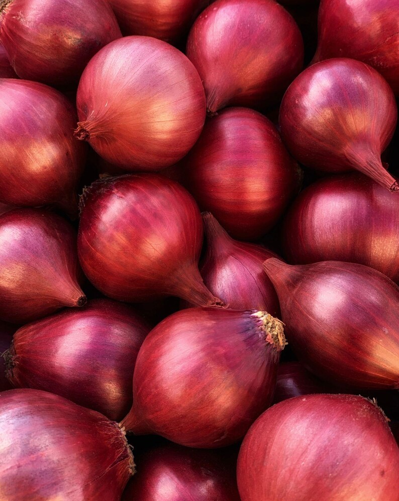 Pu&ograve; includere: Una raccolta di cipolle rosse intere con bucce lisce e lucide di colore viola intenso e magenta. Ogni cipolla presenta una forma bulbosa arrotondata con un collo affusolato sulla parte superiore, mostrando variazioni naturali di colore.