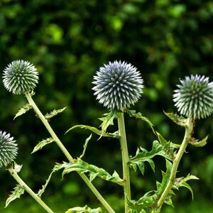 Más de 100 semillas de cardo globo, Echinops sphaerocephalus, flor esférica azul. imagen 3