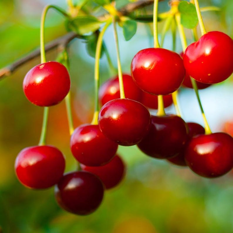 Más de 20 semillas de cereza dulce del Himalaya, Prunus avium, cerezo silvestre. imagen 10