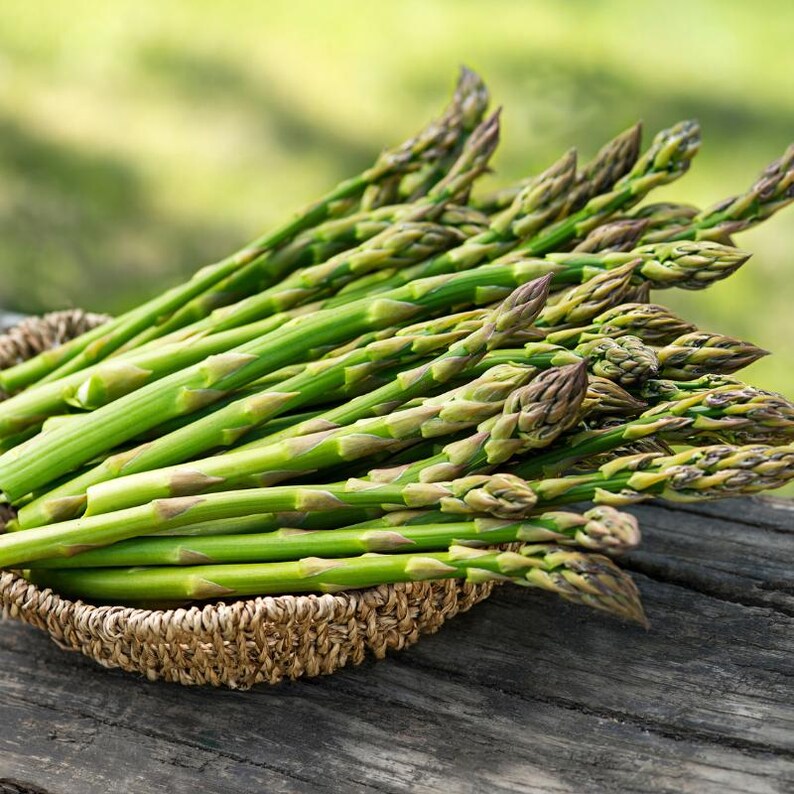 30-100 Shatavari Seeds, Asparagus Racemosus, Satavar, Wild Asparagus, Indian Asparagus, Herb Seeds image 10