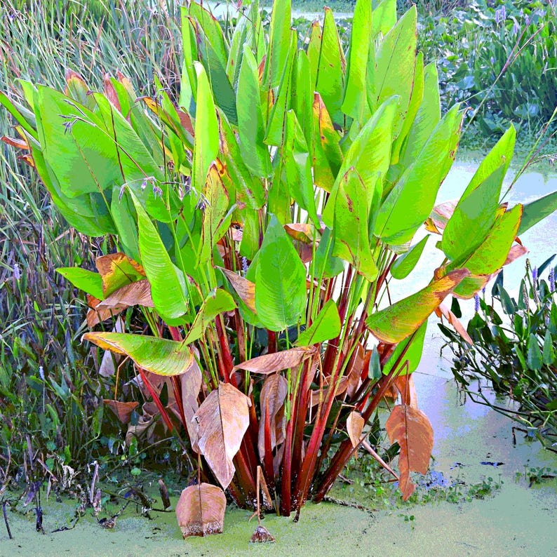 5-10 Thalia Geniculata Seeds, Alligator Flag, Fire Flag, Aquatic Ornamental Plant image 7