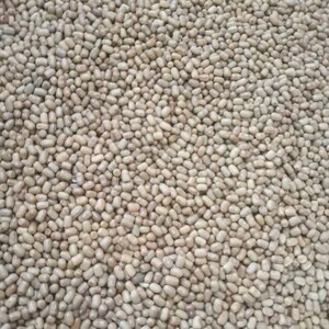 Puede incluir: Una gran colecci&oacute;n de peque&ntilde;as legumbres ovaladas de color beige claro, compactadas estrechamente. Cada grano presenta una superficie lisa y mate con una sutil variaci&oacute;n de tono, que va desde el crema p&aacute;lido hasta el bronceado suave.