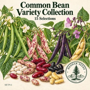Common Bean Variety Collection Seeds, 15 Seed Varieties, 155+  Seeds, Rajma, Kidney Beans, Pinto
