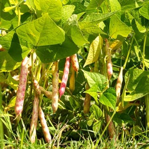 10-30 semillas de frijol pinto, Phaseolus vulgaris, frijol Chitra Rajma imagen 9