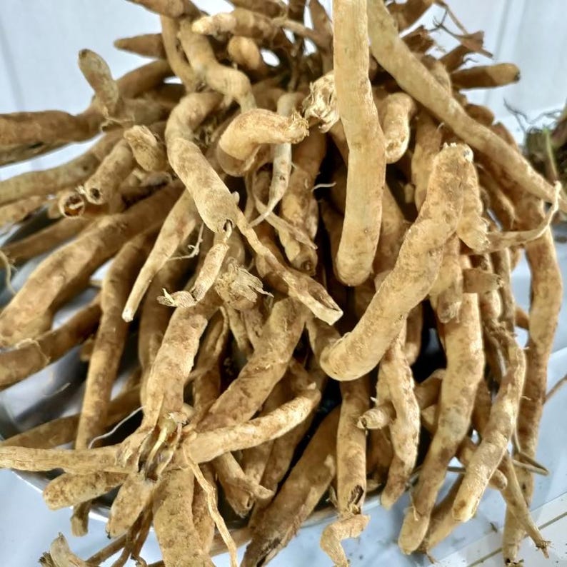30-100 Shatavari Seeds, Asparagus Racemosus, Satavar, Wild Asparagus, Indian Asparagus, Herb Seeds image 8
