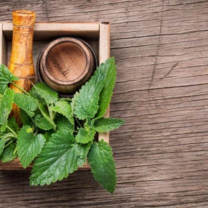 100+ Lemon Balm Seeds, Melissa officinalis, Sweet Lemon Herb, Fragrant Perennial Plant image 5