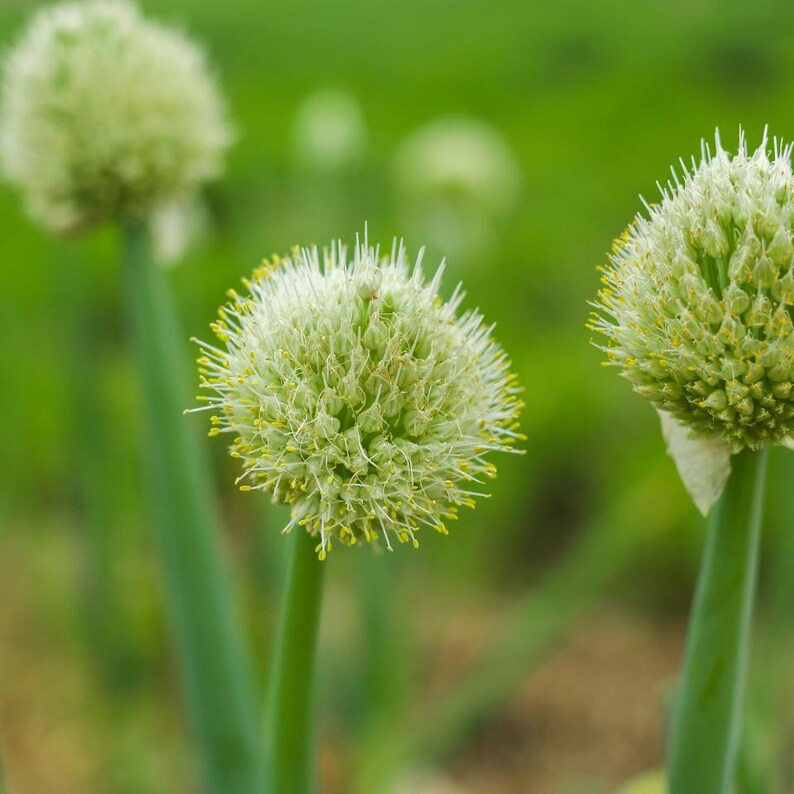 ネギの種30粒以上、学名：Allium fistulosum、白花ネギ 画像 6