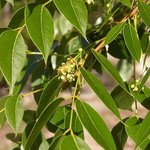 Pu&ograve; includere: Un ramo di albero caratterizzato da numerose foglie lisce, appuntite e di un verde vibrante disposte in modo alternato lungo steli sottili, accompagnate da piccoli grappoli di fiori giallo-verde pallido con petali delicati e stami visibili.