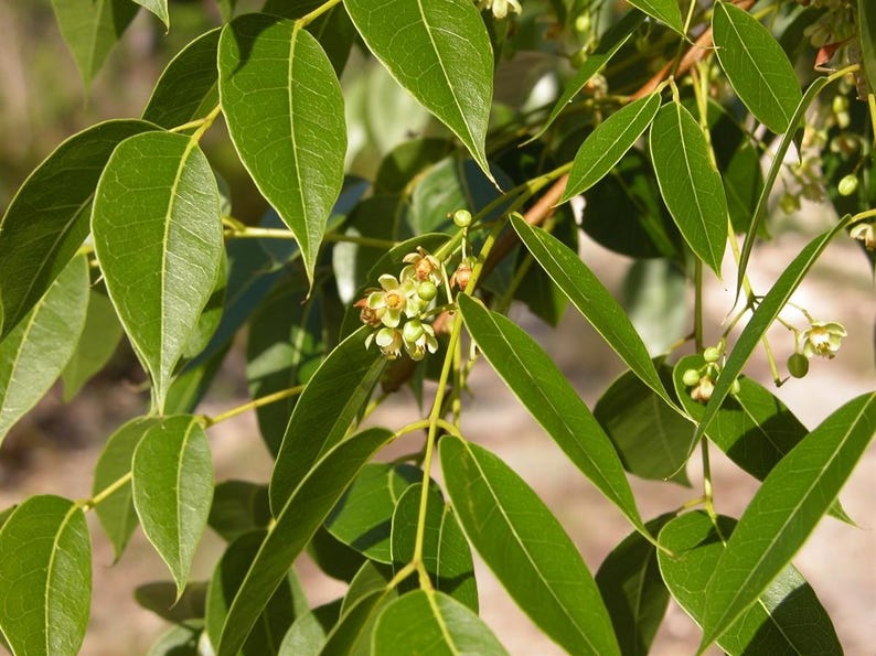 Pu&ograve; includere: Un ramo di albero caratterizzato da numerose foglie lisce, appuntite e di un verde vibrante disposte in modo alternato lungo steli sottili, accompagnate da piccoli grappoli di fiori giallo-verde pallido con petali delicati e stami visibili.