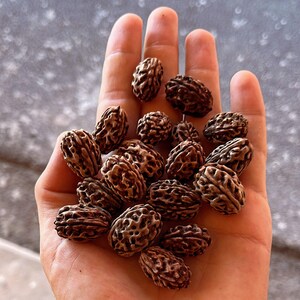 5-10 Semillas de Elaeocarpus Ganitrus, Semillas de árboles Rudraksha, Elaeocarpus sphaericus imagen 4