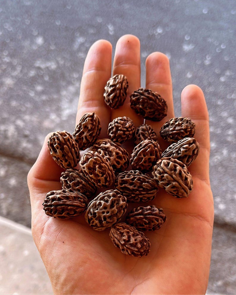 5-10 Semillas de Elaeocarpus Ganitrus, Semillas de árboles Rudraksha, Elaeocarpus sphaericus imagen 4