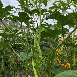 May include: A tall okra plant with vibrant green leaves, slender green okra pods, and pale yellow flowers with dark centers. The plant features sturdy stems and serrated foliage, growing in a garden setting with yellow flowers visible nearby.