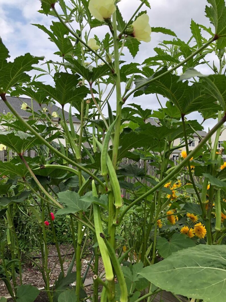 May include: A tall okra plant with vibrant green leaves, slender green okra pods, and pale yellow flowers with dark centers. The plant features sturdy stems and serrated foliage, growing in a garden setting with yellow flowers visible nearby.