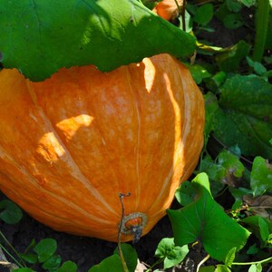 15+ Orange Kürbiskerne, Cucurbita orange, Kürbisse, Flaschenkürbisse und Melonen Bild 10
