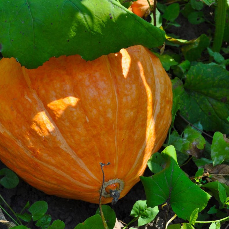 15+ Orange Kürbiskerne, Cucurbita orange, Kürbisse, Flaschenkürbisse und Melonen Bild 10