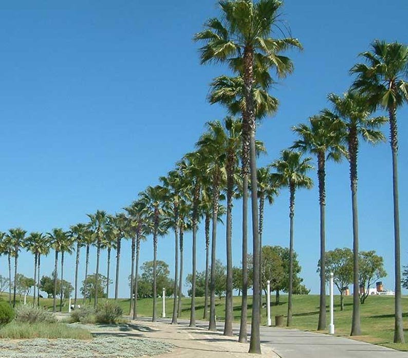 Peut inclure: Une longue rang&eacute;e de grands palmiers &eacute;lanc&eacute;s borde un chemin pav&eacute; sous un ciel bleu clair et lumineux. Les arbres pr&eacute;sentent des troncs bruns textur&eacute;s et des frondes vertes au sommet, s'&eacute;tendant sur un paysage herbeux avec des lampadaires blancs.