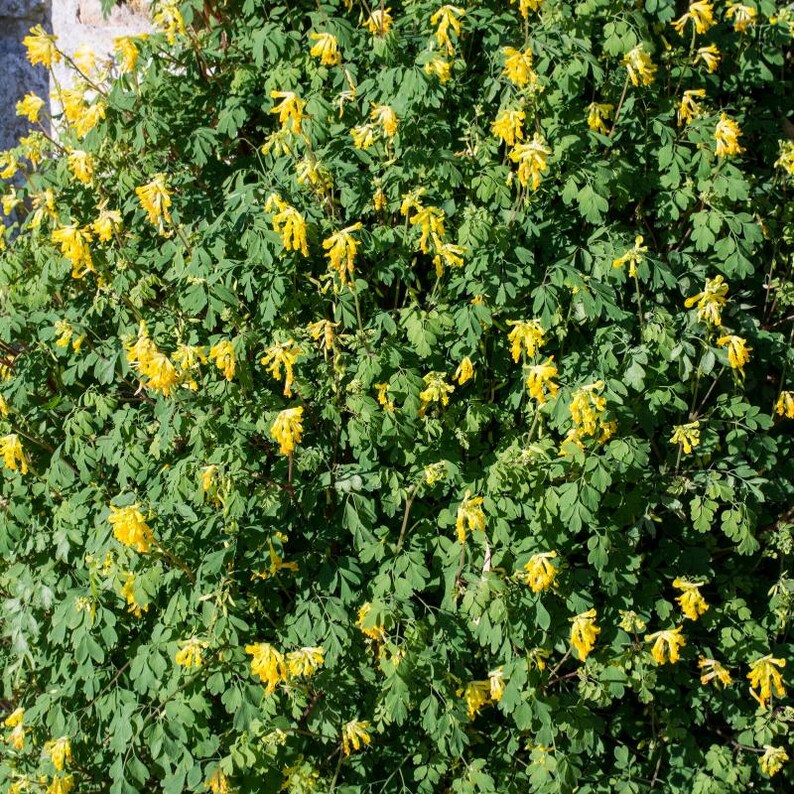 30-60 Golden Corydalis Seeds, Corydalis aurea, Golden Smoke Wildflower, Yellow Blooms image 4