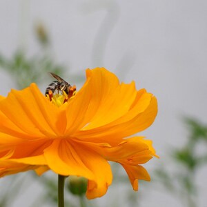 Über 100 Kosmeensamen, Kosmeen der Art Cosmos Bipinnatus, Kosmeen in verschiedenen Farben, rosa-weiße Blüten, Bauerngarten, bestäuberfreundliche Schnittblumensamen Bild 4