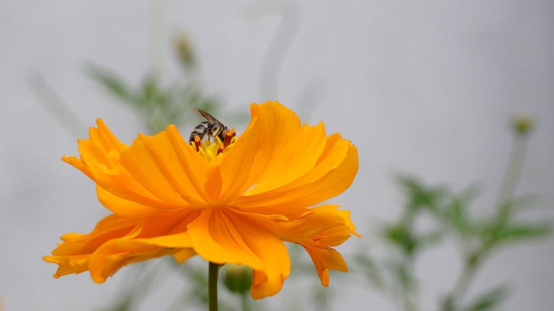 Über 100 Kosmeensamen, Kosmeen der Art Cosmos Bipinnatus, Kosmeen in verschiedenen Farben, rosa-weiße Blüten, Bauerngarten, bestäuberfreundliche Schnittblumensamen Bild 4