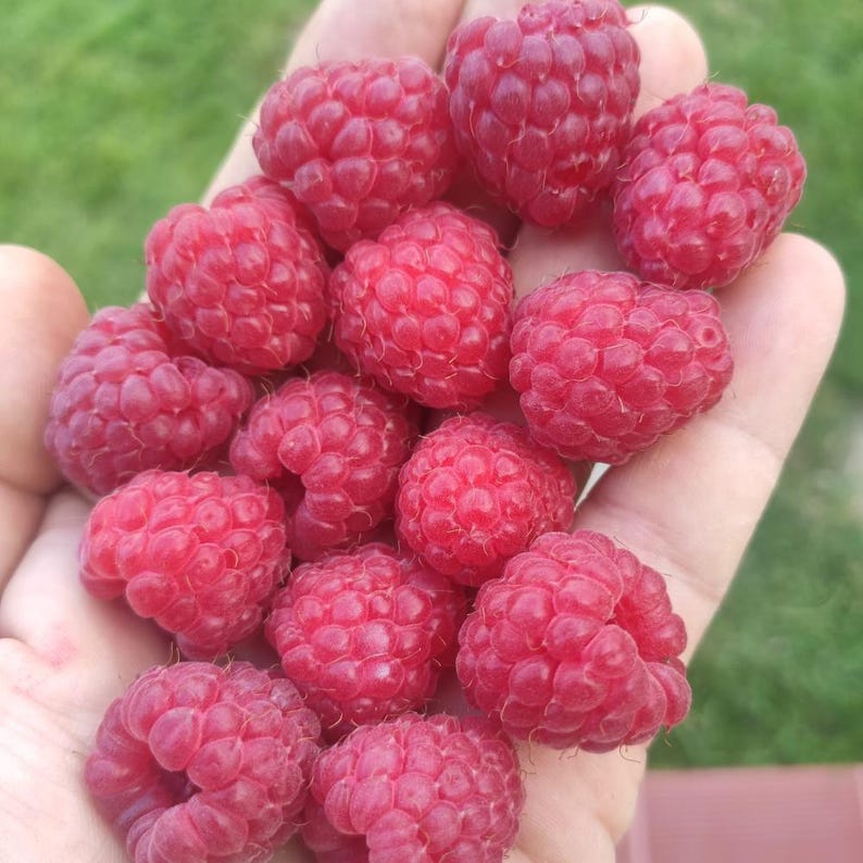 100-300-1500 graines de framboise géante Maroseika, Rubus idaeus, framboise Maroseika, gros fruit, graines de framboise de jardin image 4