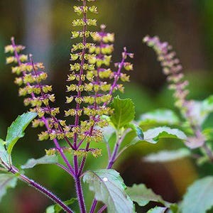 K&ouml;nnte beinhalten: Eine heilige Basilikumpflanze mit leuchtend violetten St&auml;ngeln und gr&uuml;nen Bl&auml;ttern. Die Pflanze hat hohe, schlanke Bl&uuml;ten&auml;hren mit kleinen, blassgelben Bl&uuml;ten, die in Quirlen entlang der violetten Stiele angeordnet sind und nach oben ragen.
