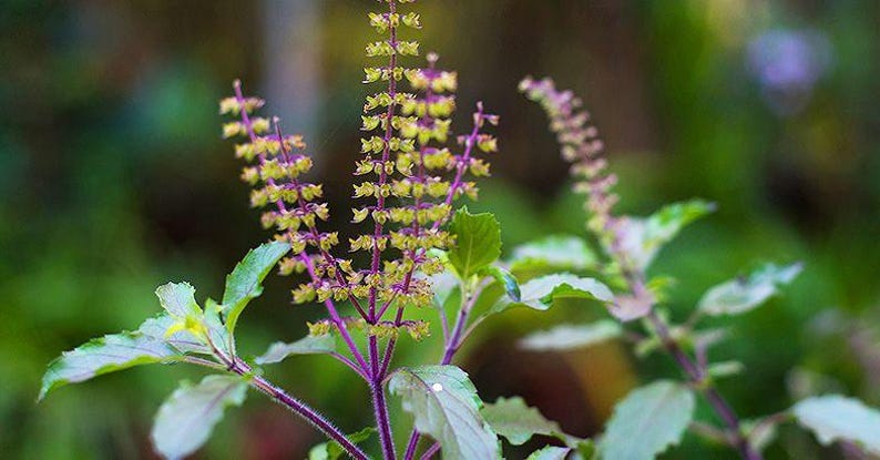 K&ouml;nnte beinhalten: Eine heilige Basilikumpflanze mit leuchtend violetten St&auml;ngeln und gr&uuml;nen Bl&auml;ttern. Die Pflanze hat hohe, schlanke Bl&uuml;ten&auml;hren mit kleinen, blassgelben Bl&uuml;ten, die in Quirlen entlang der violetten Stiele angeordnet sind und nach oben ragen.