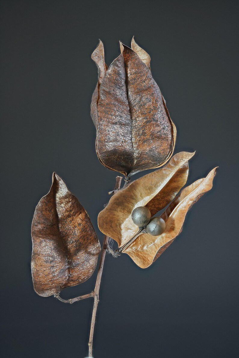 30-60 semillas de árbol de lluvia dorada, Koelreuteria paniculata, orgullo de la India, árbol barnizado, semillas de árbol ornamental con flores imagen 11
