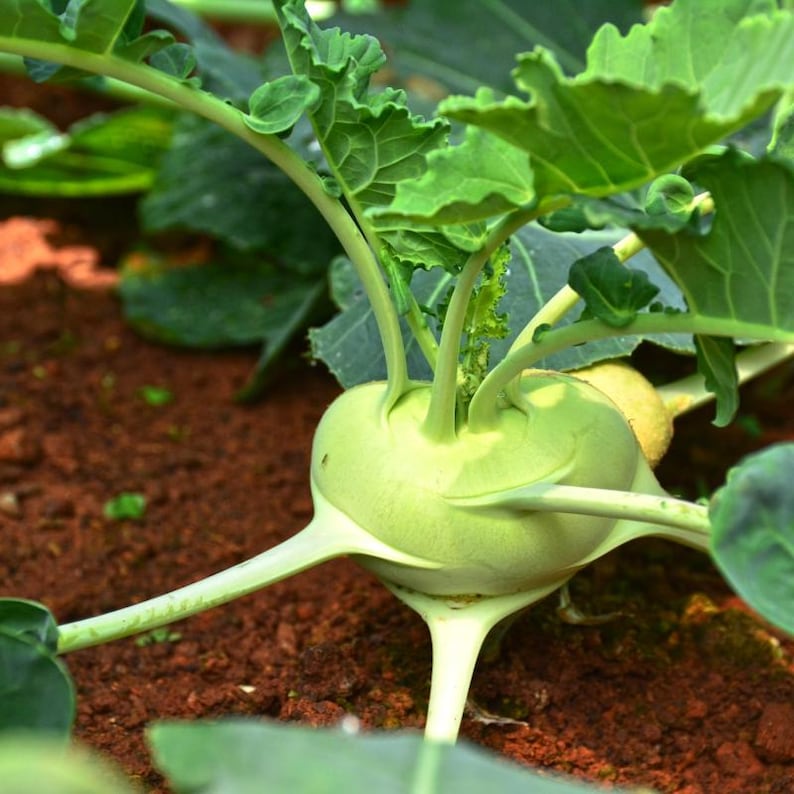 コールラビ（Brassica oleracea、ドイツカブ、根菜）の種100粒以上 画像 1