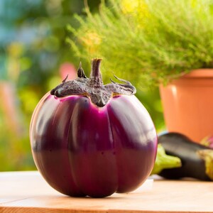Más de 300 semillas de berenjena redonda morada, Solanum melongena, berenjena redonda morada, berenjena imagen 8