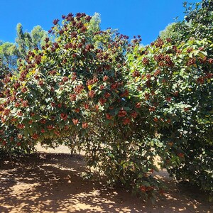 50-100 graines d'annatto, Bixa Orellana, Achiote, arbre à rouge à lèvres, Roucou, graines d'arbre à colorant naturel image 9