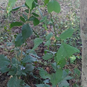 15+ Semi di Aegle marmelos, semi di Bael, semi di alberi da frutto tropicali, semi di frutta e bacche immagine 9
