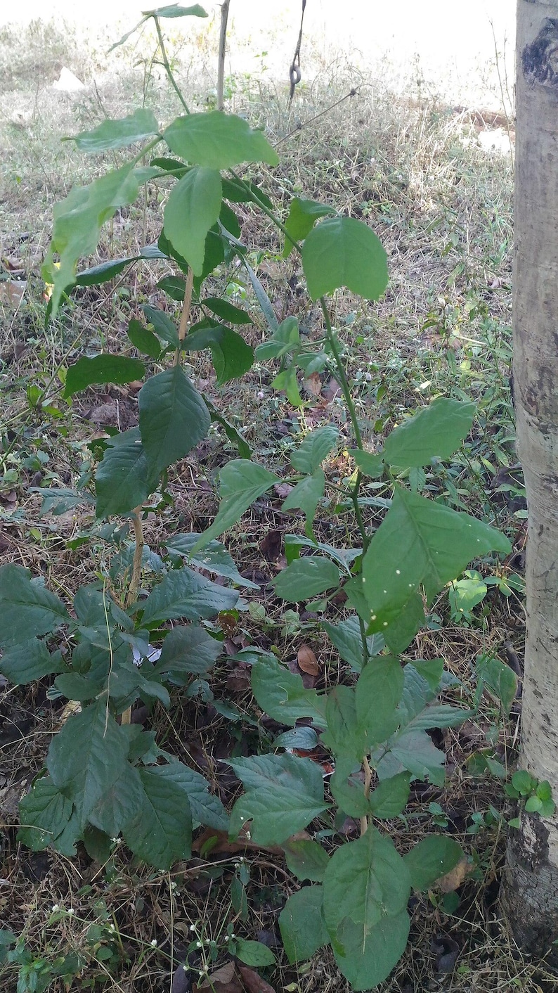 15+ Semi di Aegle marmelos, semi di Bael, semi di alberi da frutto tropicali, semi di frutta e bacche immagine 9