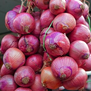 50+ Onion Pusa red Seeds, Red Onion, Onions & Alliums image 3