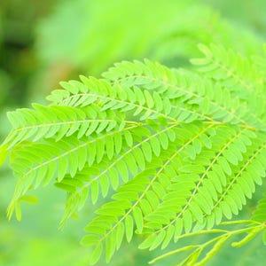 Pu&ograve; includere: Una foglia pennata di colore verde brillante con numerosi piccoli fogliolini ovali disposti a coppie lungo un fusto centrale. Il fogliame presenta un colore verde chiaro vibrante con una consistenza delicata e piumosa.