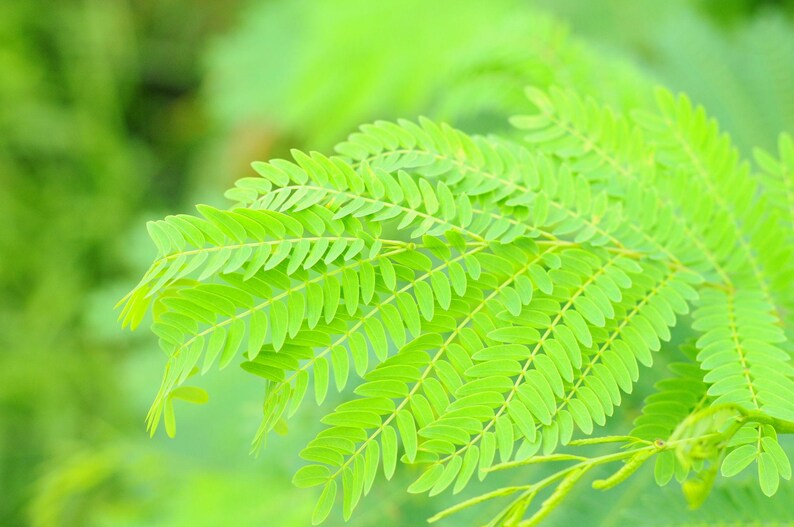 Pu&ograve; includere: Una foglia pennata di colore verde brillante con numerosi piccoli fogliolini ovali disposti a coppie lungo un fusto centrale. Il fogliame presenta un colore verde chiaro vibrante con una consistenza delicata e piumosa.