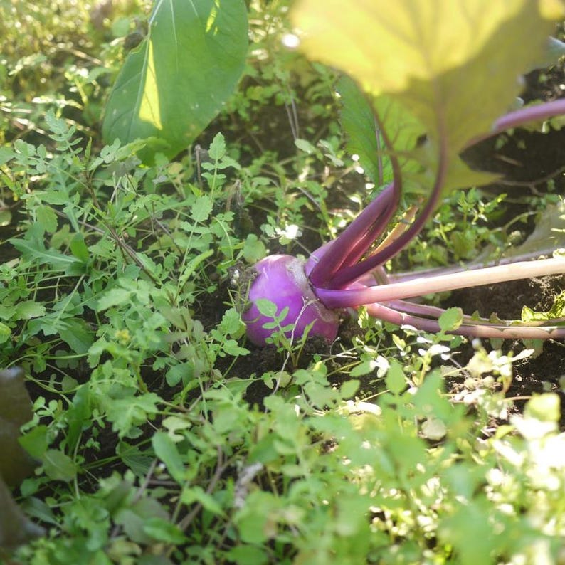 300+ Purple Top White Globe Turnip Seeds, Brassica rapa, White Root Vegetable image 5