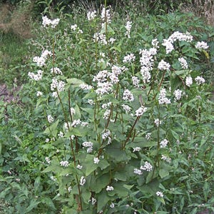 May include: A buckwheat plant featuring multiple tall, slender reddish stems with heart-shaped green leaves and clusters of small, white flowers blooming at the top of each branch, growing upright in a natural outdoor environment.