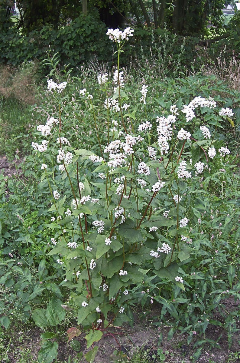 May include: A buckwheat plant featuring multiple tall, slender reddish stems with heart-shaped green leaves and clusters of small, white flowers blooming at the top of each branch, growing upright in a natural outdoor environment.